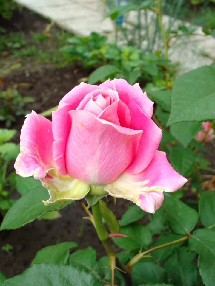Petals pink rose pink roses