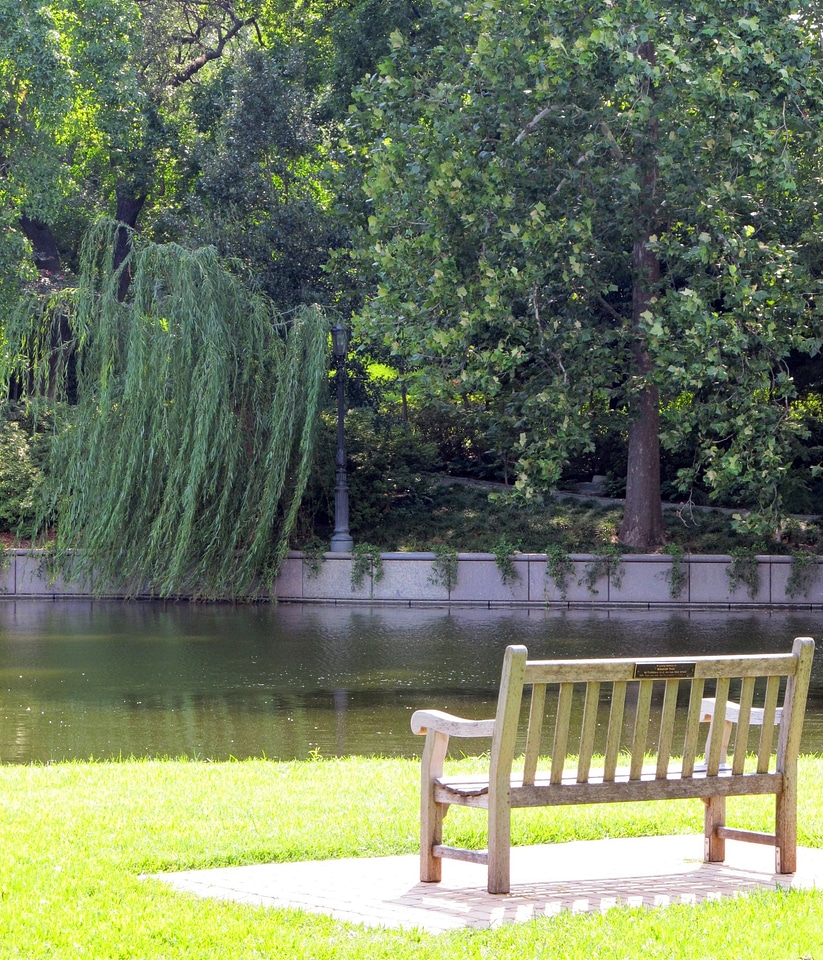 Park weeping willow trees