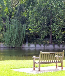 Park weeping willow trees photo