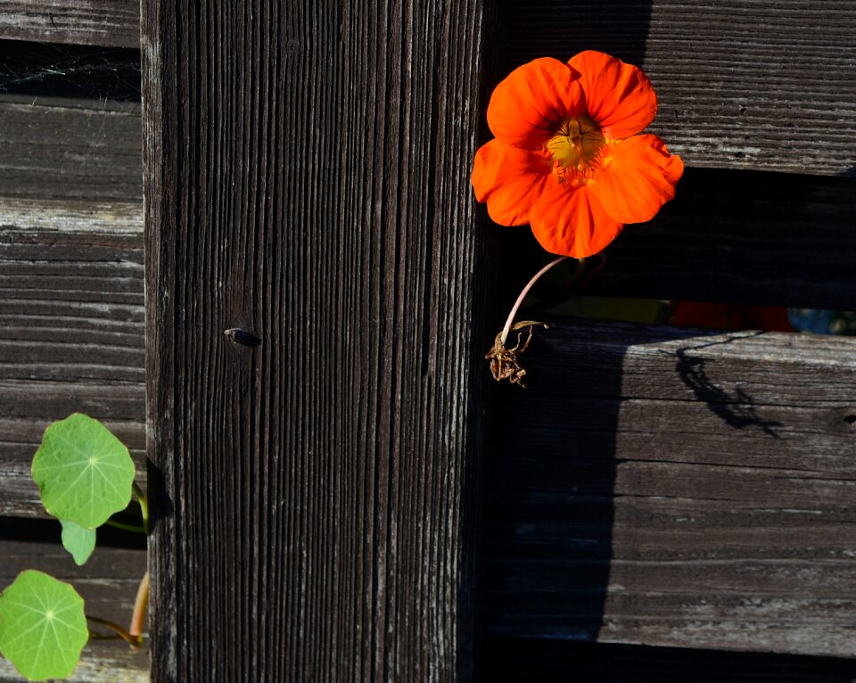Bloom orange plant