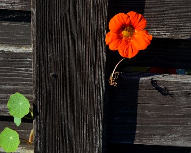 Bloom orange plant