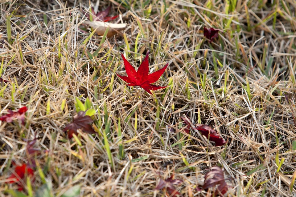 Nature the leaves wood
