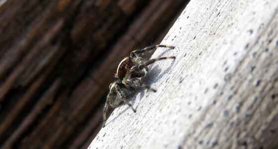 Insect spider hunter armenia