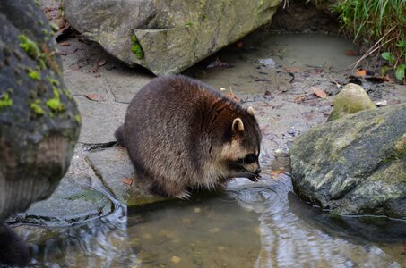 Zoo mammal nature photo