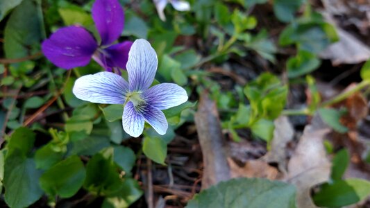 Purple botanical violet