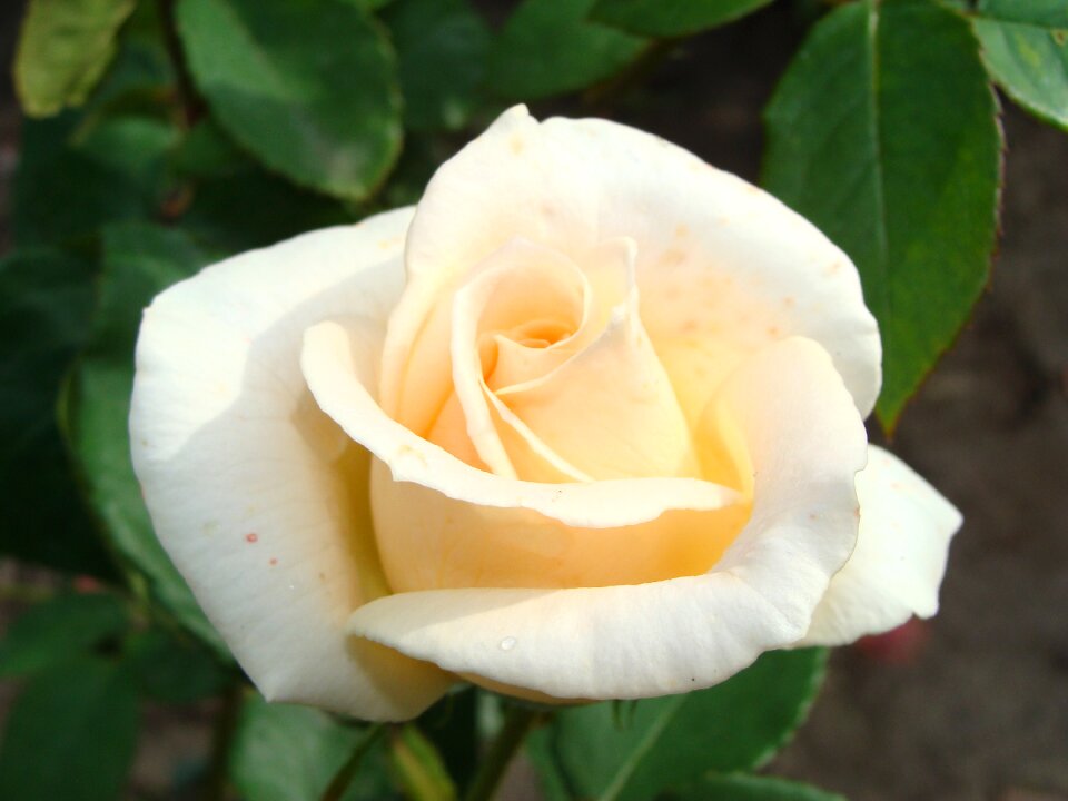 Flower one rose garden