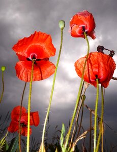 Red garden gardening poppy photo