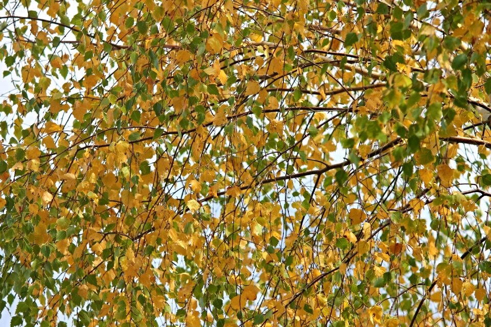 Nature flora season