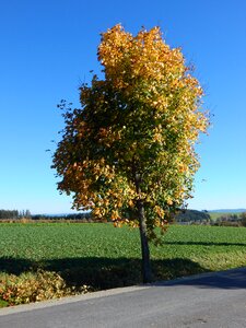 Tree autumn landscape nature photo