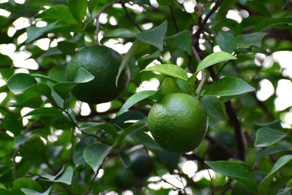 Leaf nature plant