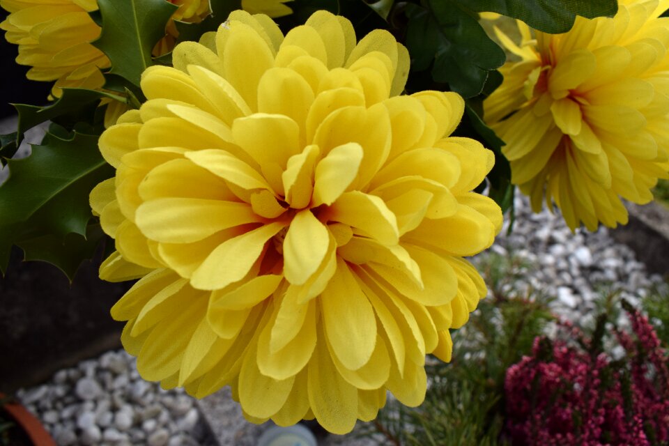 Flower blossom bloom