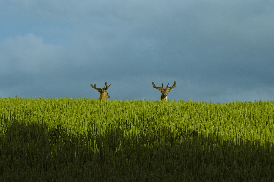 Wildlife animal nature