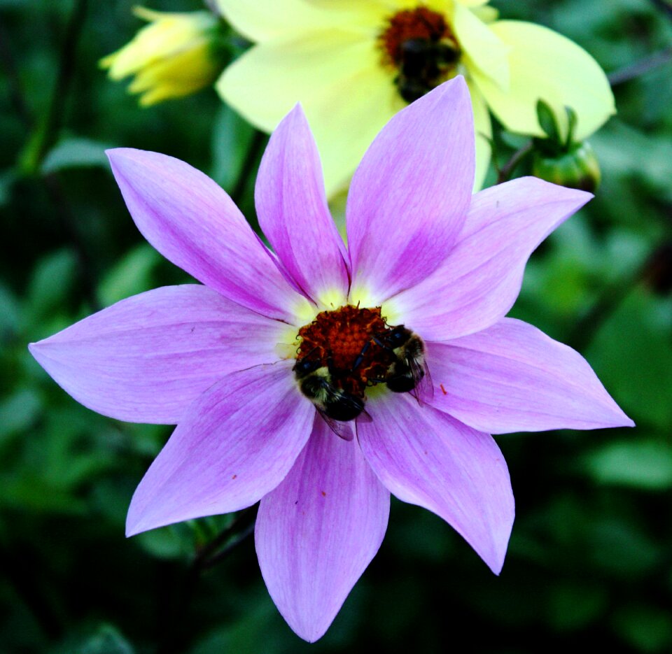 Pollinating insect nature