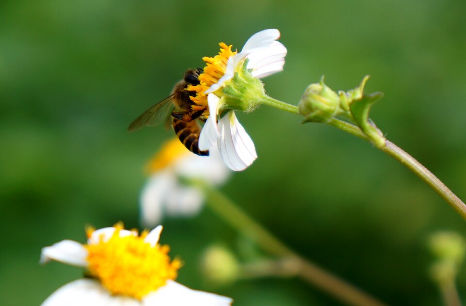 Wildflowers bee white flowers