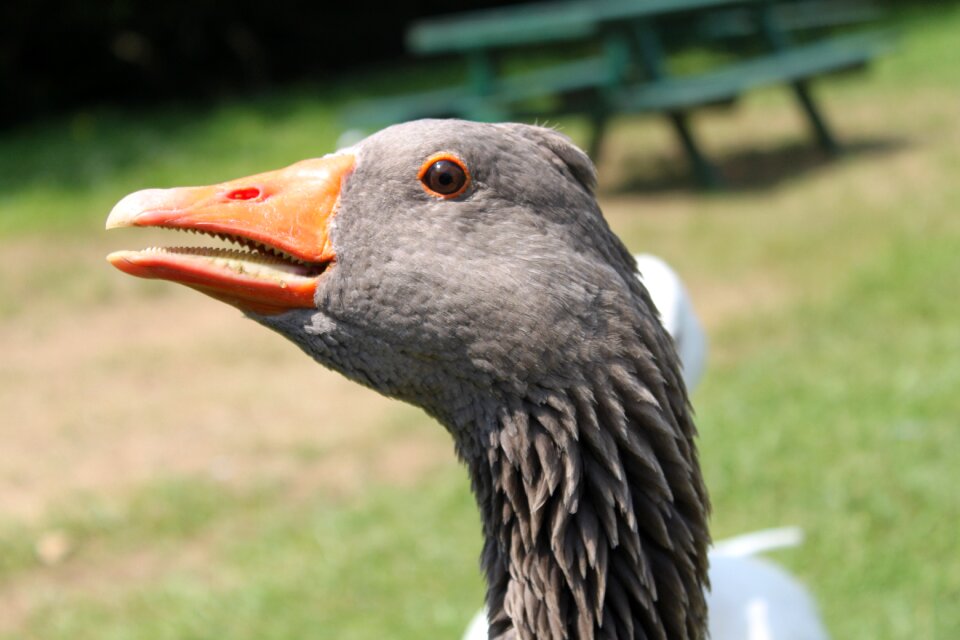 Goose park attraction