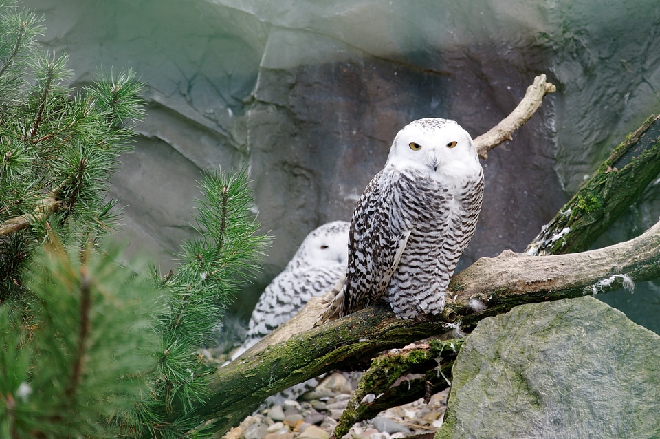Bird white enclosure