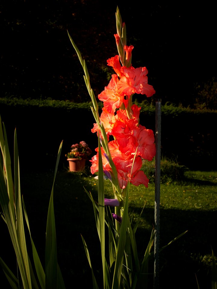Gladiolus morning flowers