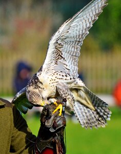 Falkner raptors bird