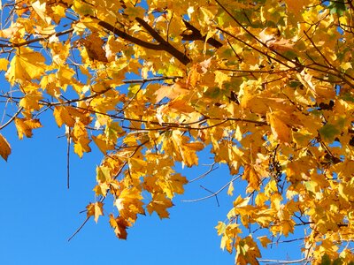 Leaves golden autumn yellow photo
