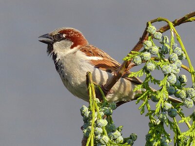 Sparrow house sparrow bird photo