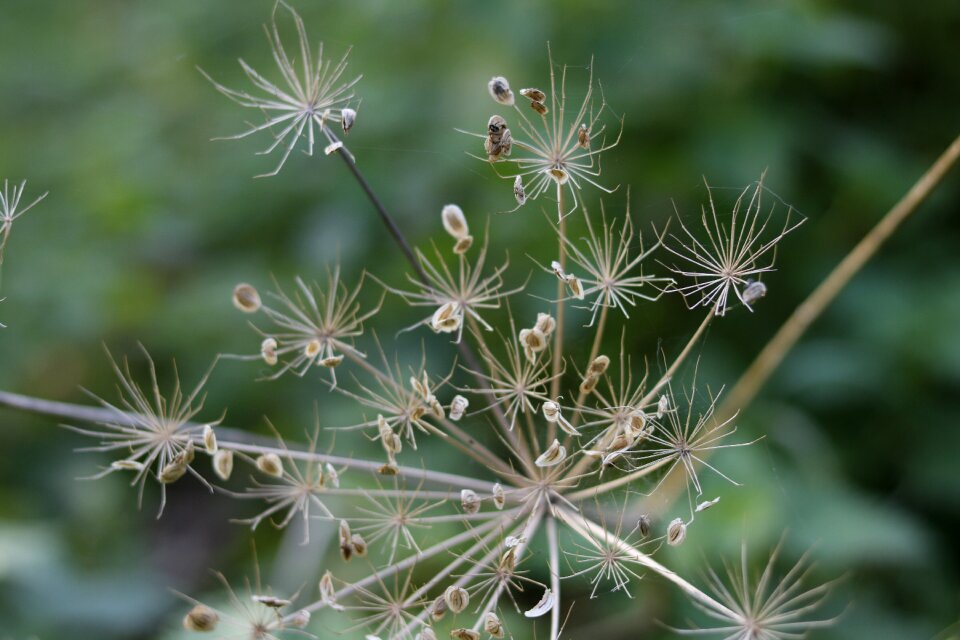 Closeup outdoors season
