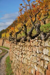 Slope vines nature photo