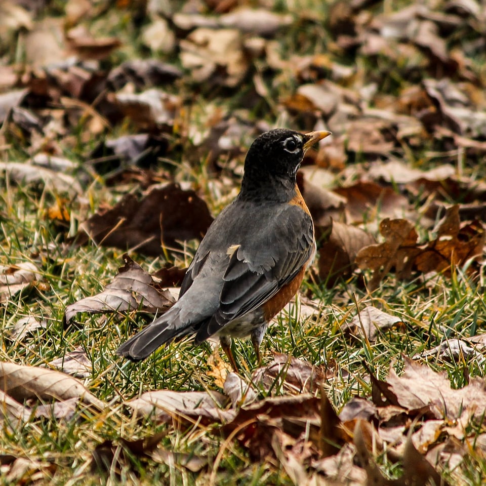 Songbird turdus migratorius fly