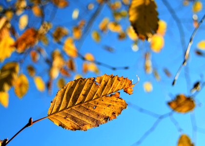 Sunny foliage sky photo