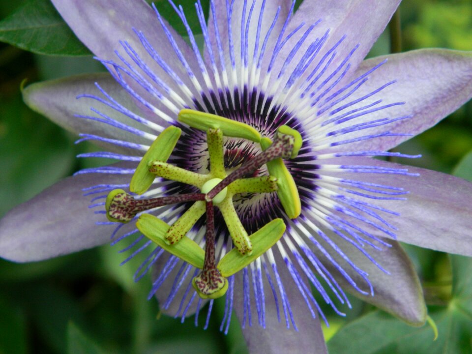 Purple flower purple flowers nature