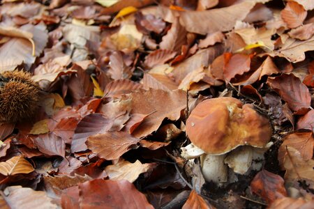 Undergrowth mushrooms cep