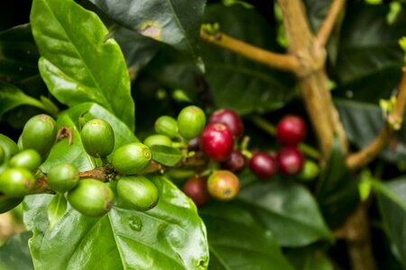 Mature nature fruit
