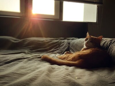 Cat morning sun photo