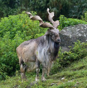Wild animal fauna ibex
