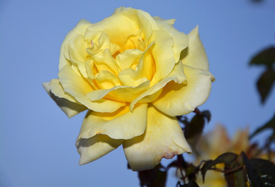 Rosebush yellow flower plant