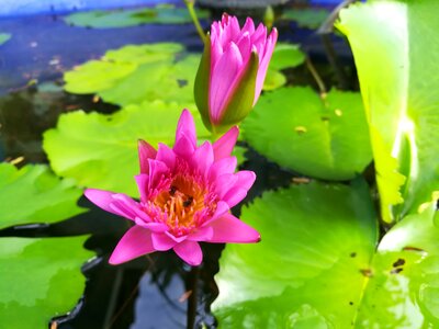 Flowers lotus pink