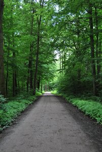 Forest path nature photo