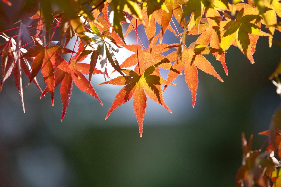 Nature the leaves wood