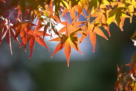 Nature the leaves wood