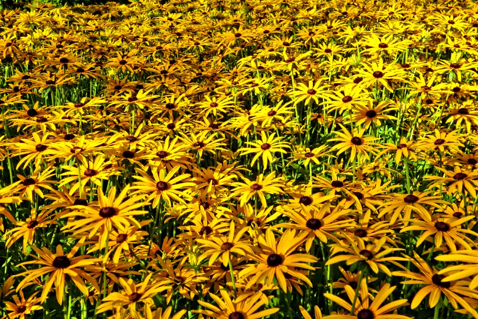 Plant sea of flowers summer