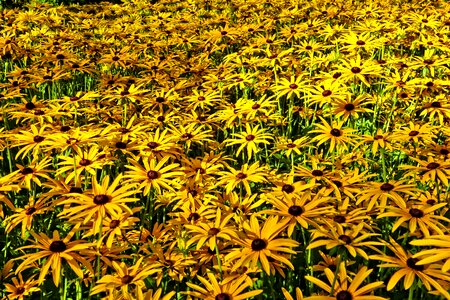 Plant sea of flowers summer photo