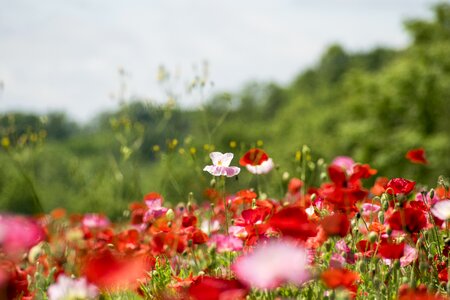 Spring nature red