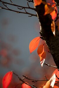 Nature the leaves wood