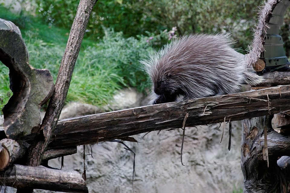 Enclosure animal zoo