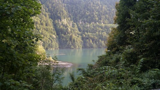 Water forest thickets