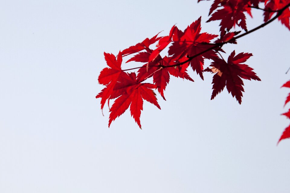 Nature leaves the leaves