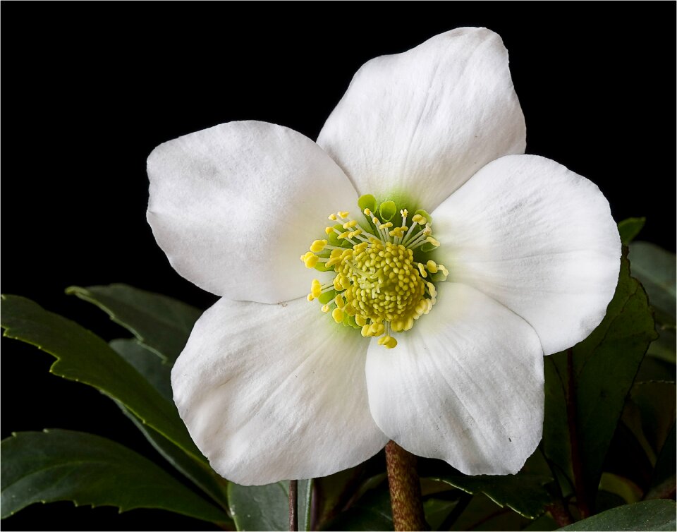 Helleborus christmas advent