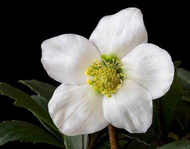 Helleborus christmas advent