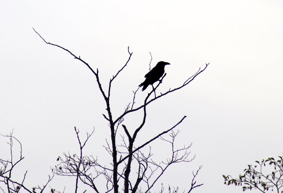 Bird wildlife beak