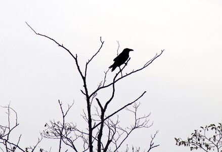 Bird wildlife beak