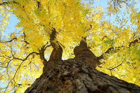 Leaves sky crown photo